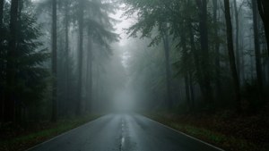 Foggy Forest Road