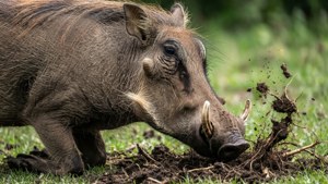Foraging Warthog