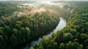 Forest Aerial