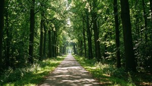 Forest Bike Path