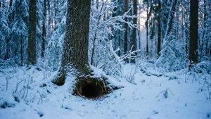 Forest Burrow