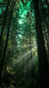 Forest Canopy Green Light