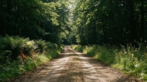 Forest Canopy Road