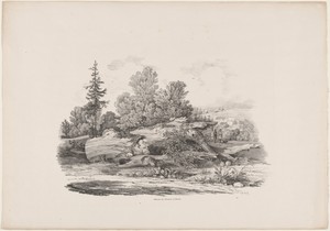 Forest Clearing with an Oak Trunk