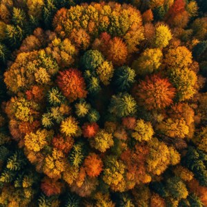 Forest Color Kaleidoscope