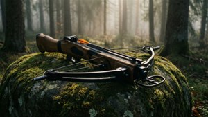 Forest Crossbow at Dawn