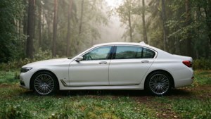 Forest Elegance