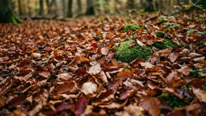Forest Floor Carpet