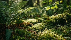 Forest Floor Sunbeams
