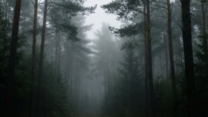 Forest Fog