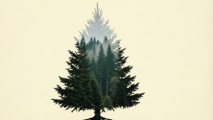 Forest Inside Tree