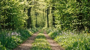 Forest Light Path