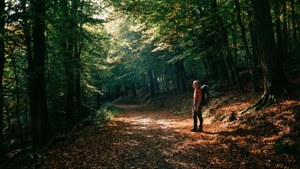 Forest Light Pause