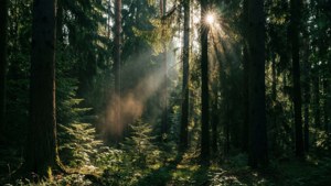 Forest Light Rays