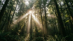 Forest Light Rays