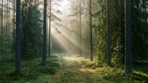 Forest Mist