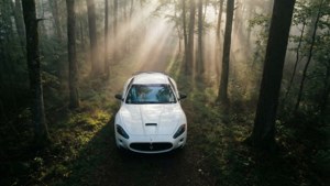 Forest Mist Mystery