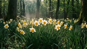 Forest Narcissus Glade