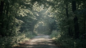 Forest Path