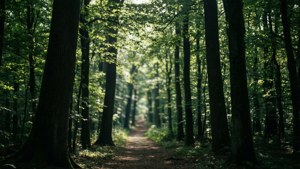 Forest Path Depth