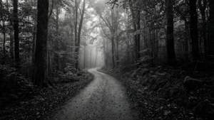 Forest Path