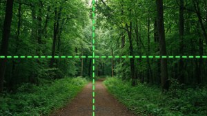 Forest Path Grid