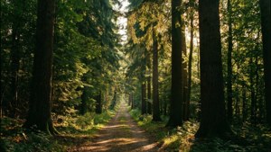 Forest Path Perspective