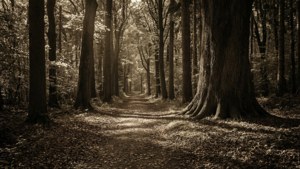 Forest Path Sepia
