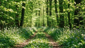 Forest Path Spring