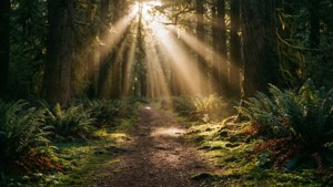 Forest Path Sunbeams