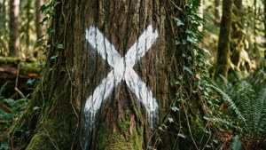 Forest Prohibition Mark