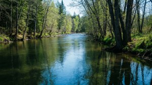 Forest River Serenity