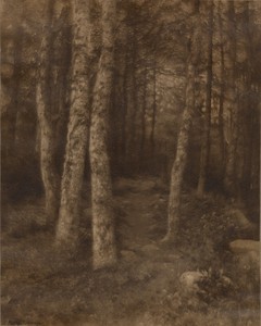 Forest Scene