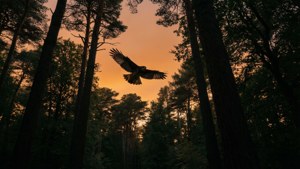 Forest Sentinel