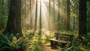 Forest Serenity