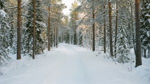 Forest Ski Trail