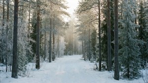 Forest Ski Trail