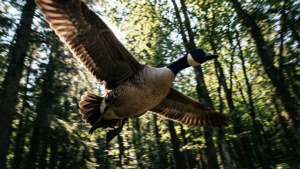 Forest Soar Goose