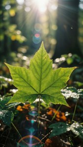 Forest Star Leaf