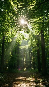 Forest Sunbeams