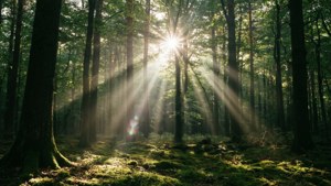Forest Sunbeams