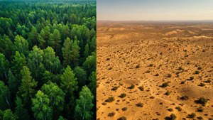 Forest to Desert
