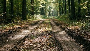 Forest Trail Tracks