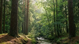 Forest Wealth Canopy