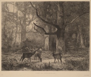Forêt de Fontainebleau