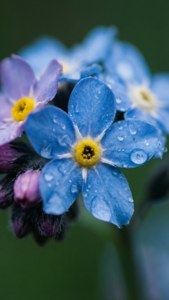 Forget-Me-Not Droplets