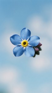 Forget-Me-Not Serenity