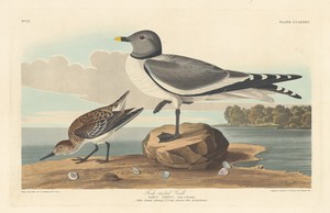 Fork-tailed Gull