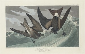 Fork-tailed Petrel