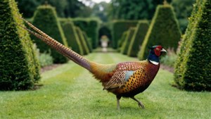 Formal Garden Pheasant